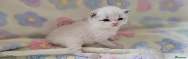 Ragdoll 4