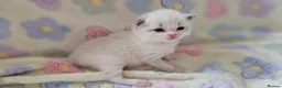 Ragdoll cats for sale: 🏆 GCCF Ragdolls – Championship Bloodlines - Advert 3
