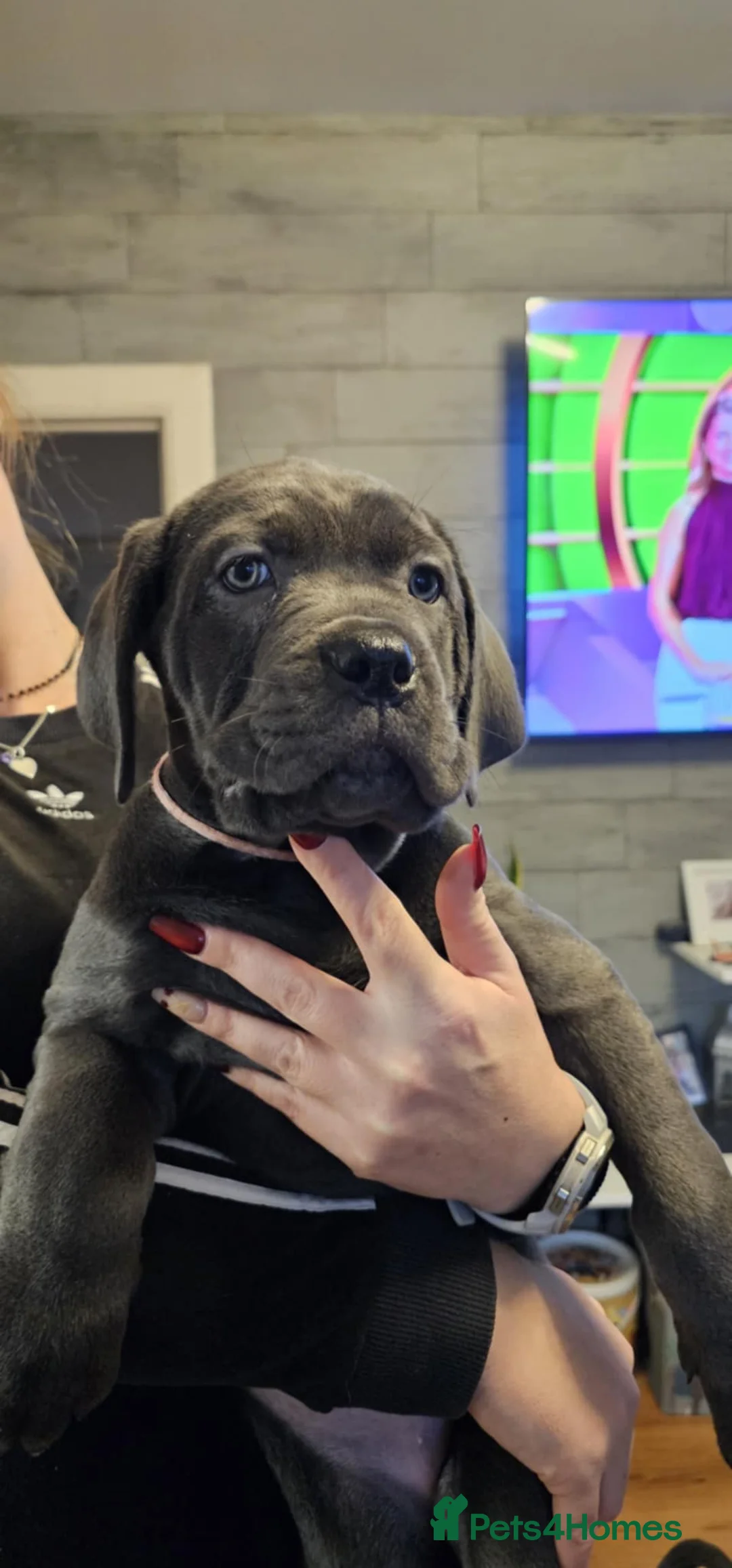 Cane Corso dogs for sale: Purebreed Cane Corso  - Advert 4