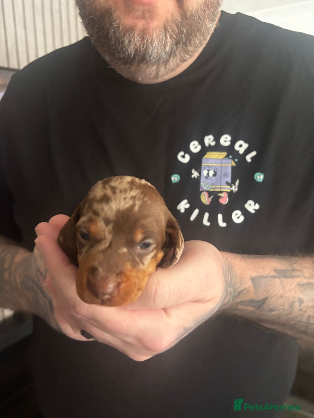 Miniature Dachshund dogs for sale: 2 puppies left in litter of 5 (2 boys) - Advert 5