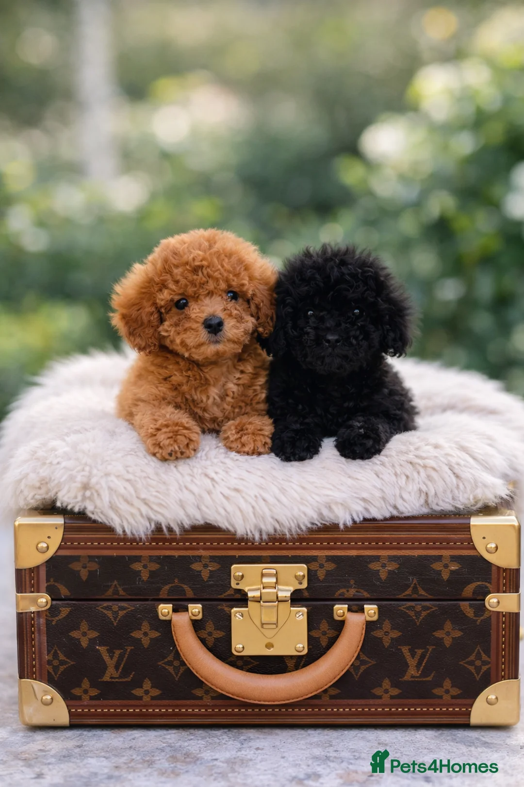 Toy Poodle dogs for sale: Top quality toy poodle puppies  - Advert 1