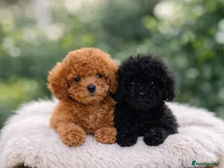 Toy Poodle dogs Top quality toy poodle puppies - Advert 3