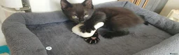Mixed Breed cats for sale: 5 cuties looking for new forever homes - Advert 17