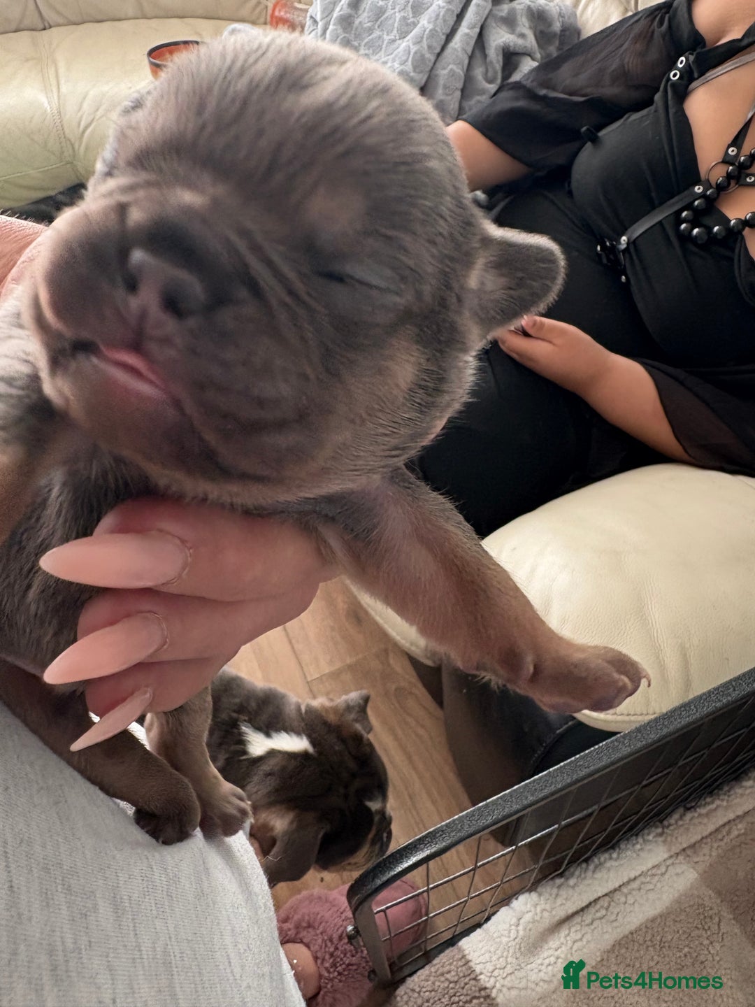 Mixed Breed dogs for sale: Frenglish puppies  - Image 8