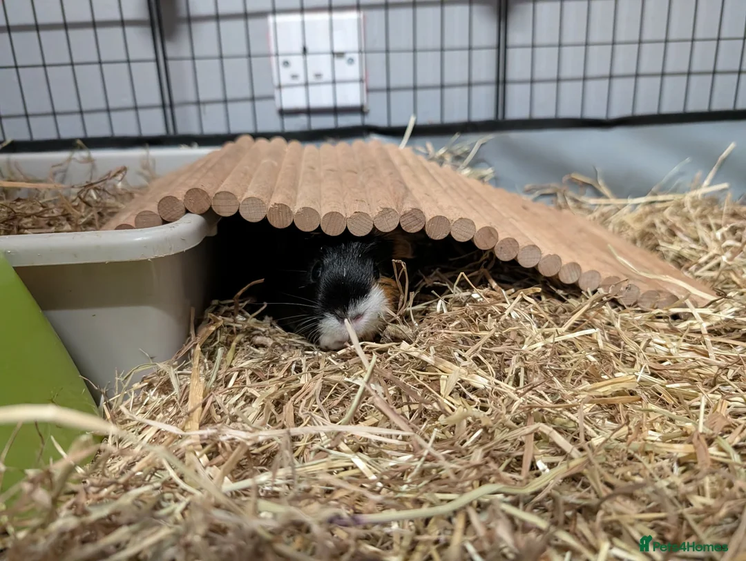 Guinea Pig rodents for sale: 2 female Guinea pigs with set up  - Advert 8