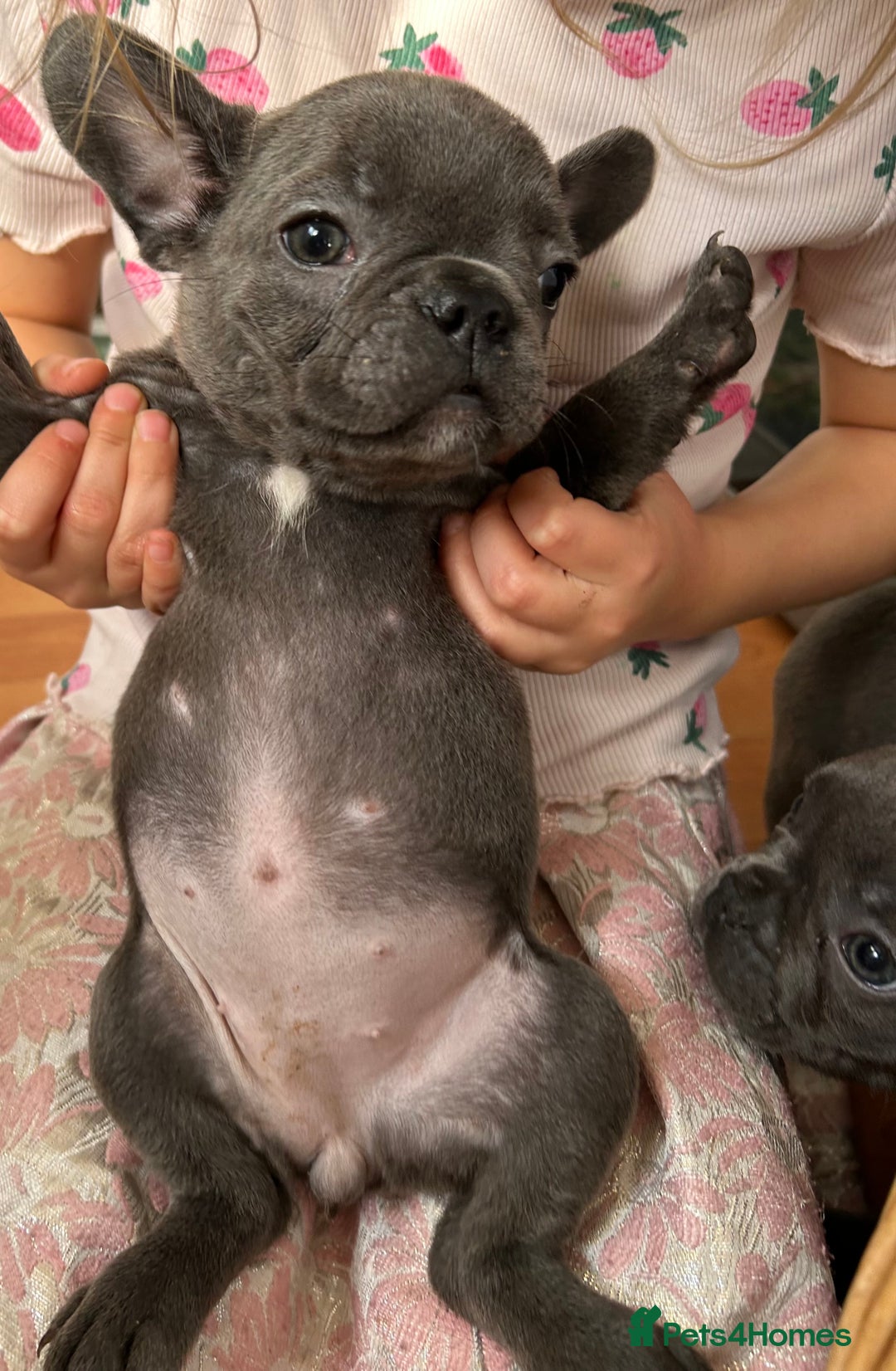 French Bulldog dogs for sale: Solid Blue French Bulldog  - Image 20