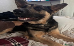 German Shepherd dogs for stud: 3/4 German shepherd- Enzo - Image 5