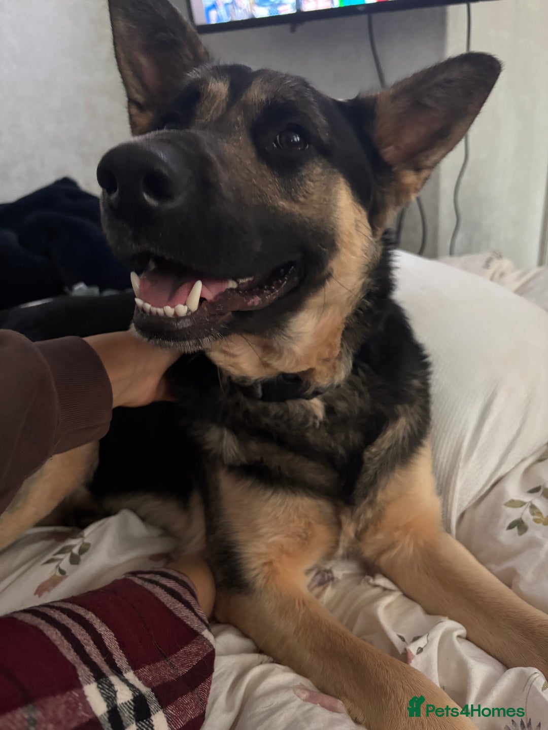 German Shepherd dogs for stud: 3/4 German shepherd- Enzo - Image 5