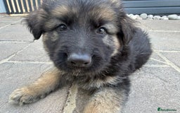 German Shepherd dogs for sale: Only 1 boy left Kc German Shepherd Puppies in Canvey Island - Image 35