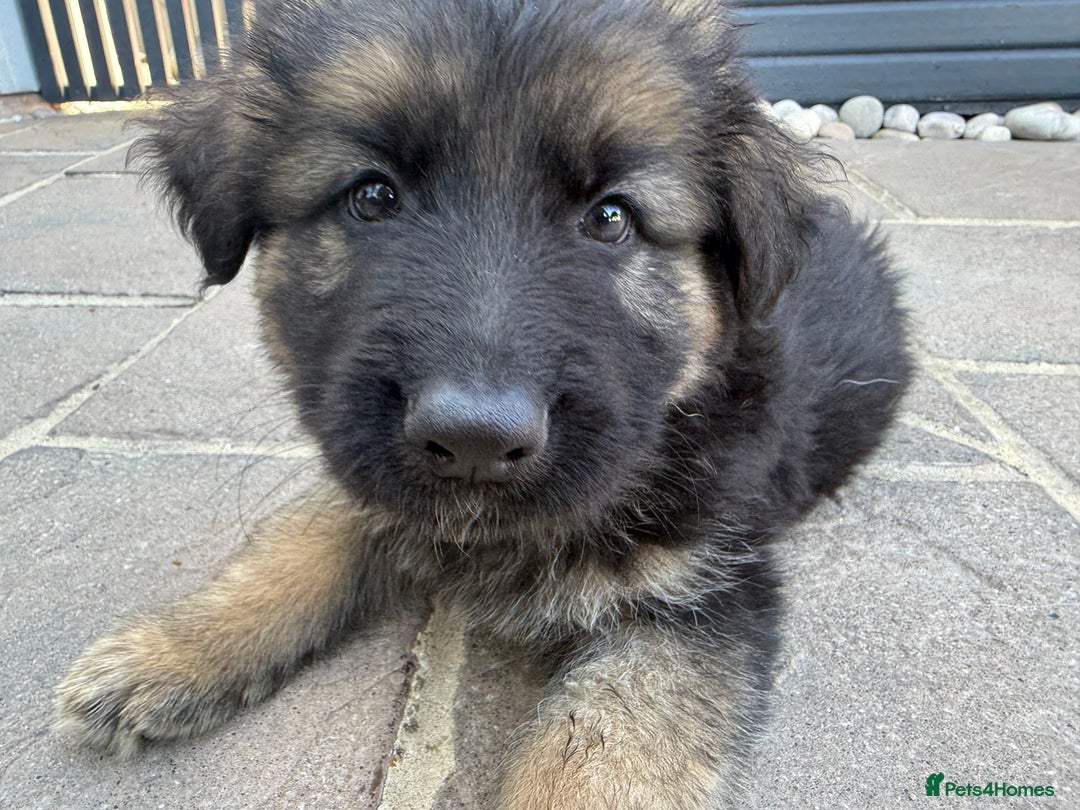 German Shepherd dogs for sale: Only 1 boy left Kc German Shepherd Puppies in Canvey Island - Image 35