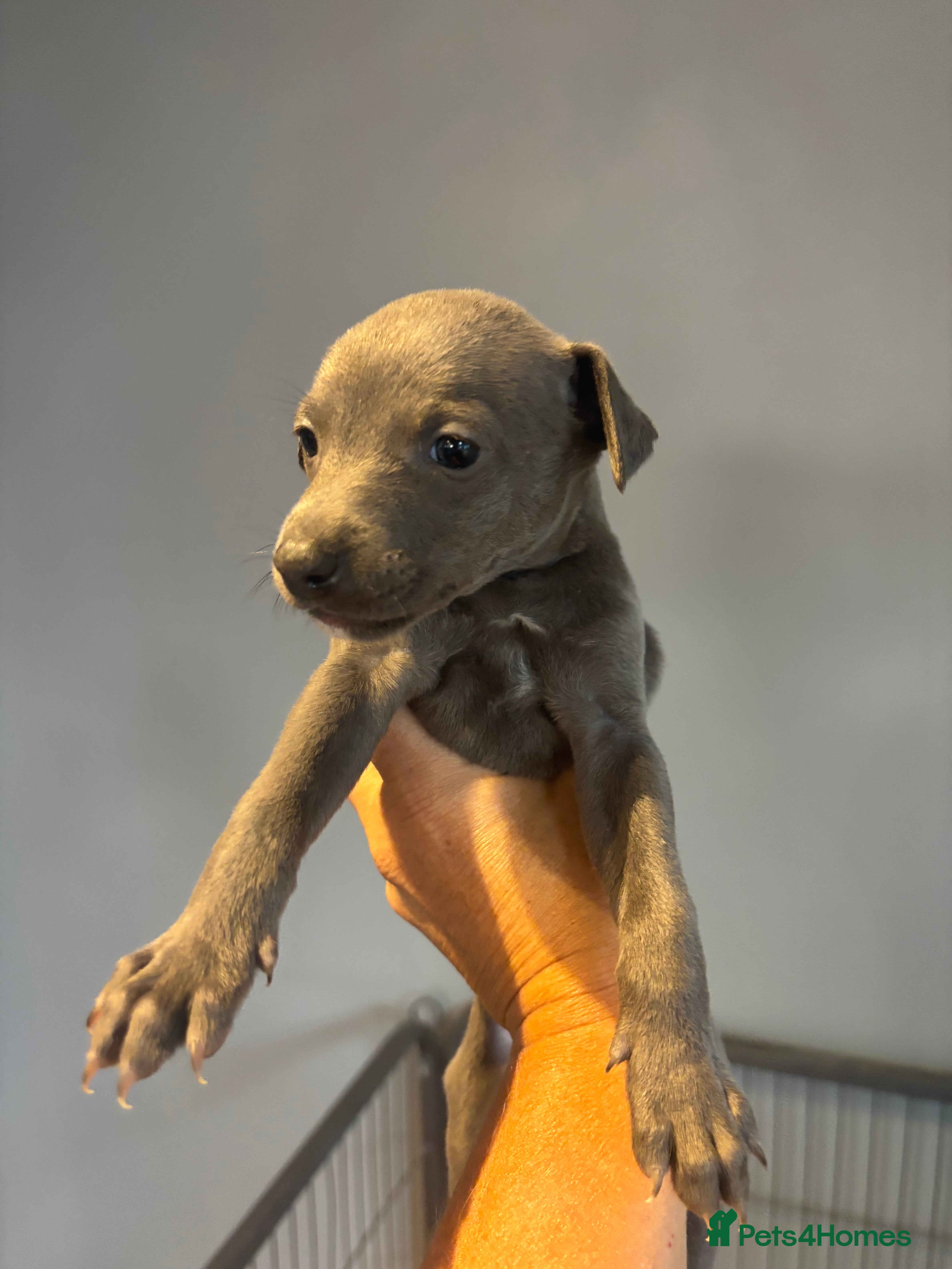 Whippet dogs Stunning Blue KC Reg Whippets Pups  - Advert 2