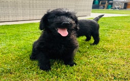 Labradoodle dogs for sale: F1 Labradoodle Babies 🐾🐾🐾 - Image 8