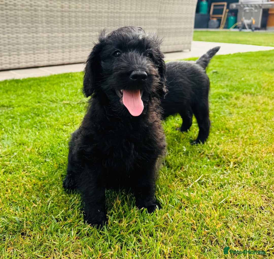 Labradoodle dogs for sale: F1 Labradoodle Babies 🐾🐾🐾 - Image 8