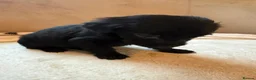 Mixed Breed dogs for sale: 12 golden retrievers x Sprollie - Advert 8