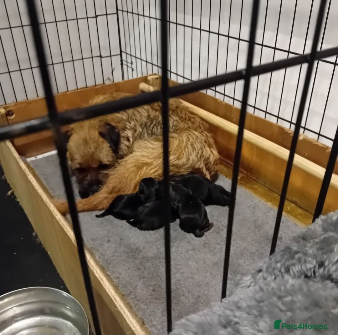 Border Terrier dogs Outstanding litter of KC Reg Border Terrier pups - Advert 1