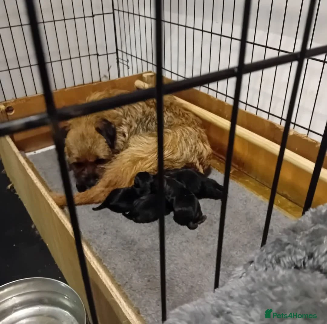 Border Terrier dogs for sale: Outstanding litter of KC Reg Border Terrier pups - Advert 1