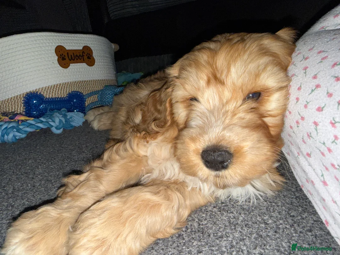 Cockapoo dogs for sale: Cockapoo puppy in Llanelli - Advert 2