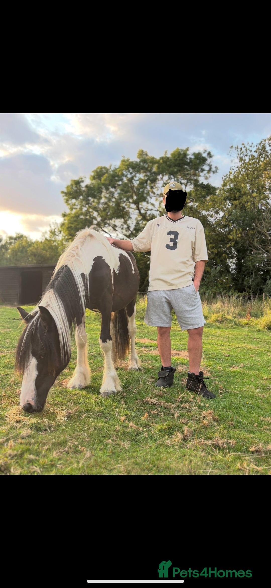 Irish Cob horses for sale: ✨Bombproof Colt In The Making!✨ - Image 1