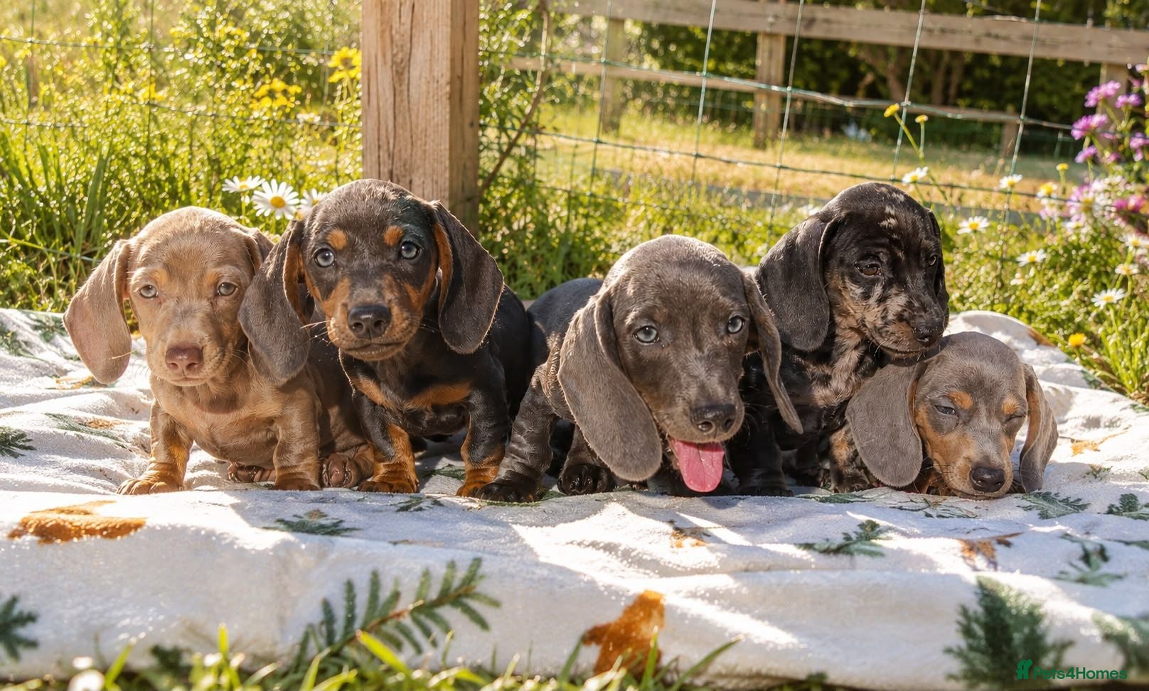 Miniature Dachshund dogs READY NOW  MINIS KC REG PRA CLEAR  - Advert 1