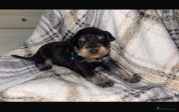 Miniature Schnauzer dogs for sale: 8 beautiful kc registered miniature schnauzer pups - Image 7