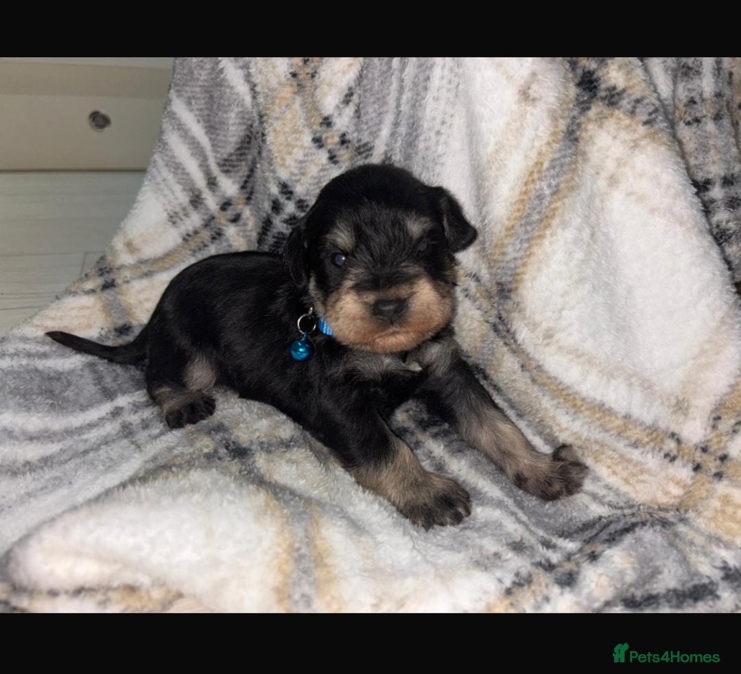 Miniature Schnauzer dogs for sale: 8 beautiful kc registered miniature schnauzer pups - Image 7