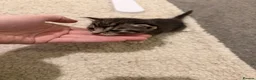 Mixed Breed cats for sale: Beautiful kittens - Advert 2