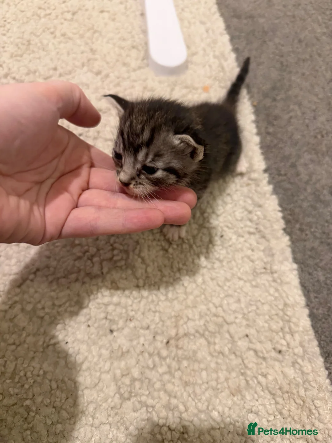 Mixed Breed cats for sale: Beautiful kittens - Advert 2