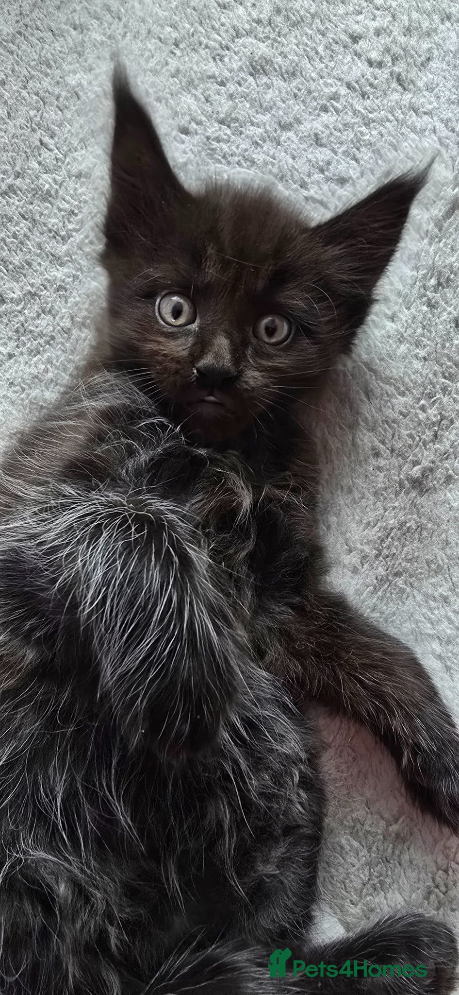 Maine Coon cats Exceptional Maine Coon Kittens for Loving Homes - Advert 9