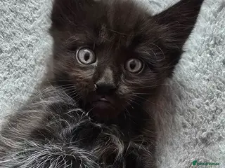 Maine Coon cats Exceptional Maine Coon Kittens for Loving Homes - Advert 6