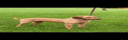Hungarian Vizsla dogs for sale: 🐶 Beautiful Wired Haired Hungarian Visla Puppies in Saint Helens - Advert 9