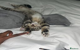 Bengal cats for sale: ✨ Loving Home Wanted for Beautiful Bengal-Tabby ✨ - Image 11