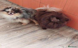Pomeranian dogs for sale: Kc jet black Pomeranian male Merlin  - Image 10