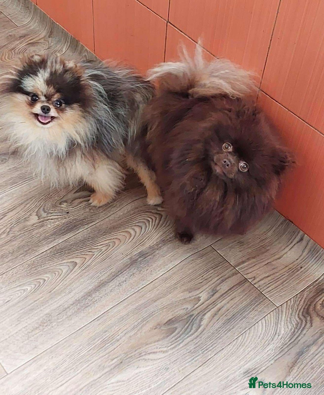 Pomeranian dogs for sale: Kc jet black Pomeranian male Merlin  - Image 10