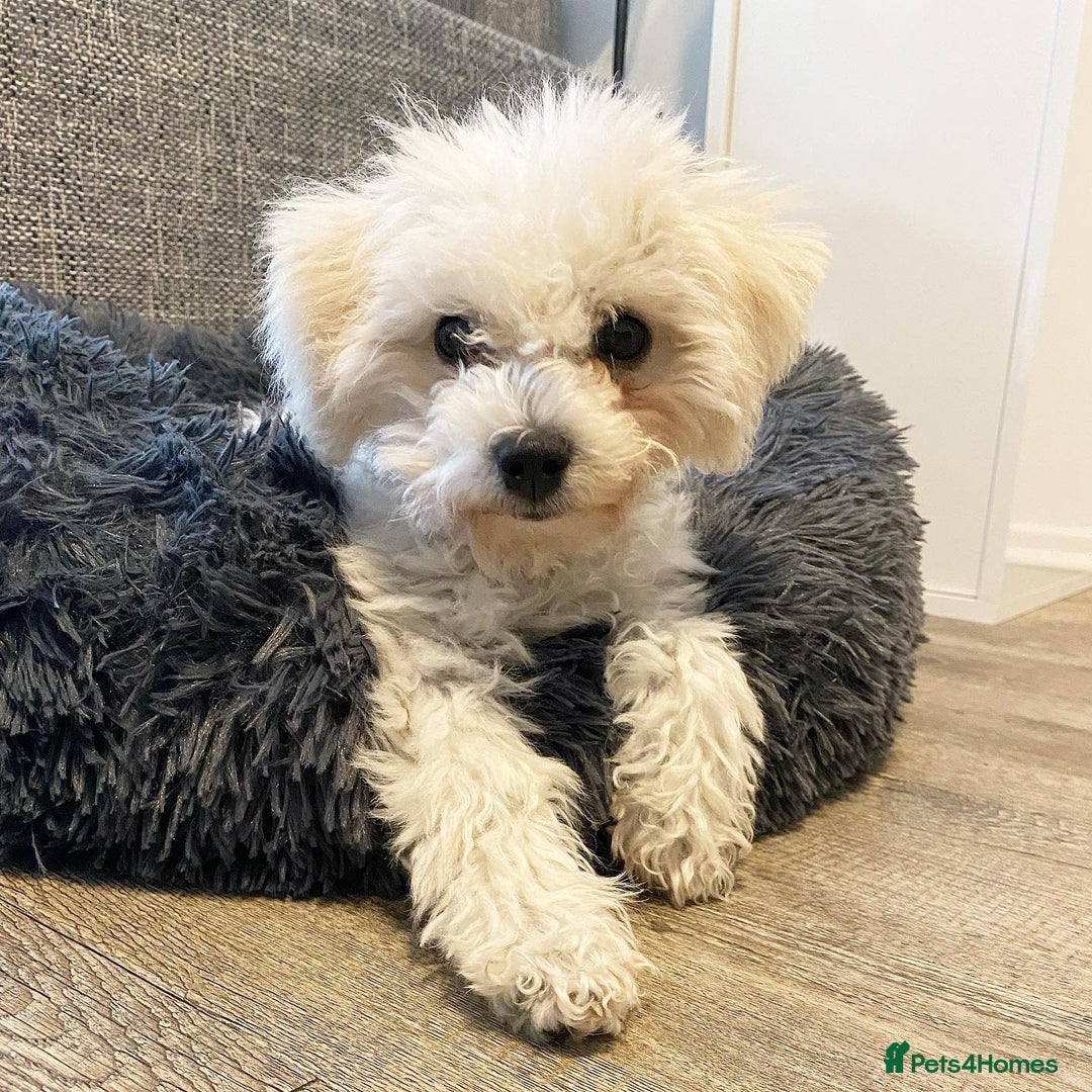 Bichon Frise dogs for sale: Adorable bichon Frise for Rehome - Image 2