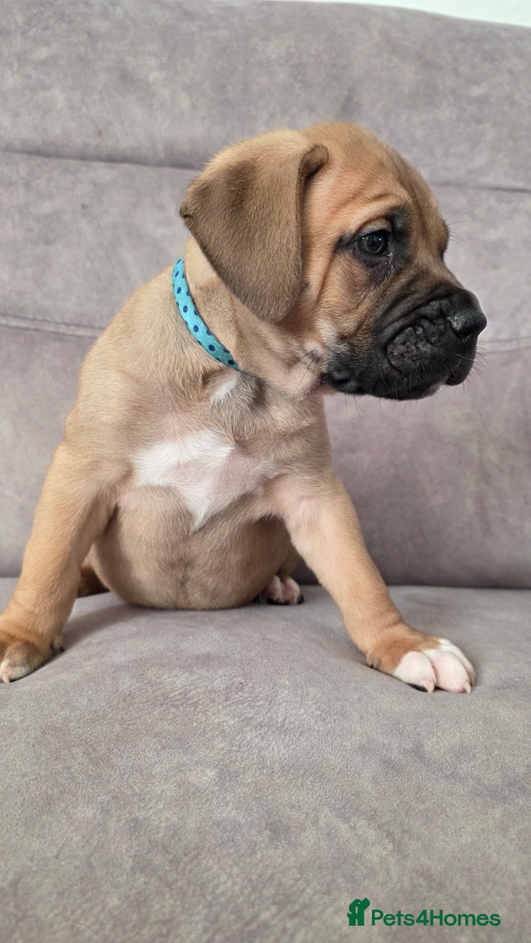 Mixed Breed dogs for sale: Adorable Bull Bordeaux Puppies  - Advert 18