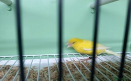 Canaries birds for sale: Canaries  - Image 18