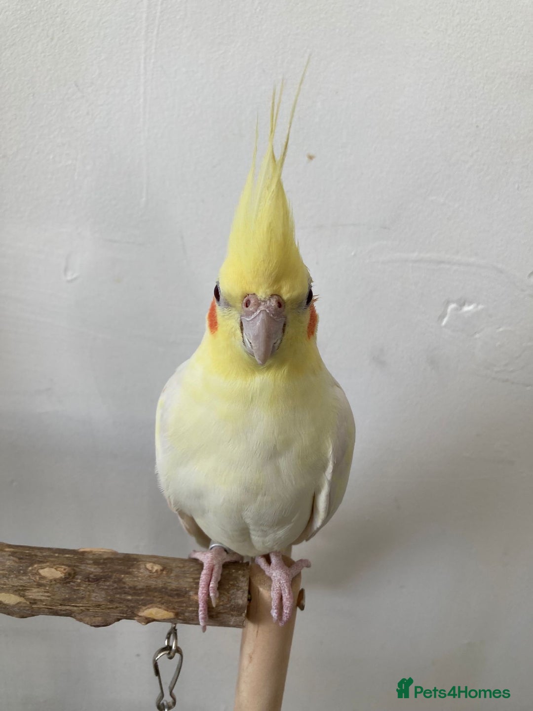 Mixed Breed birds for sale: Cockatiel and budgie (both male) - Advert 2