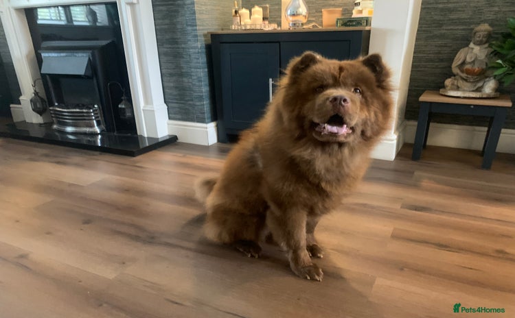 Chow Chow dogs - Advert 3