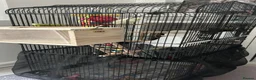 Budgerigars birds for sale: Boy & Girl + Everything else  in London - Advert 3