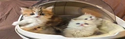 Munchkin cats for sale: Full Pedigree Munchkin Kittens - Advert 14