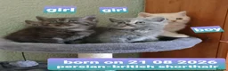 British Shorthair cats for sale: Variety of colours kittens Bradford  - Advert 24