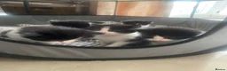 Domestic Shorthair cats for sale: Adorable tux kittens! - Advert 7