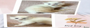 Ragdoll Kitten 1
