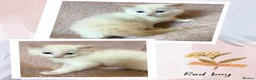 Ragdoll cats for sale: Beautiful pedigree Ragdoll kittens  - Advert 17