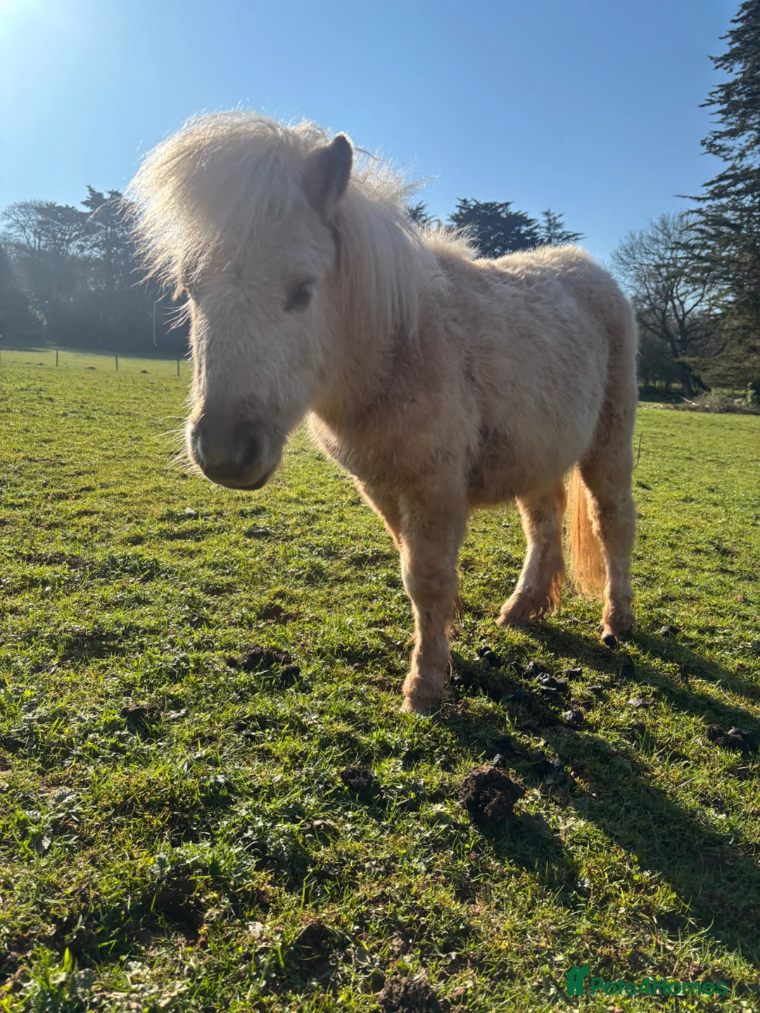 Shetland pony horses for sale: Palomino Miniature Shetland Colt - Advert 4