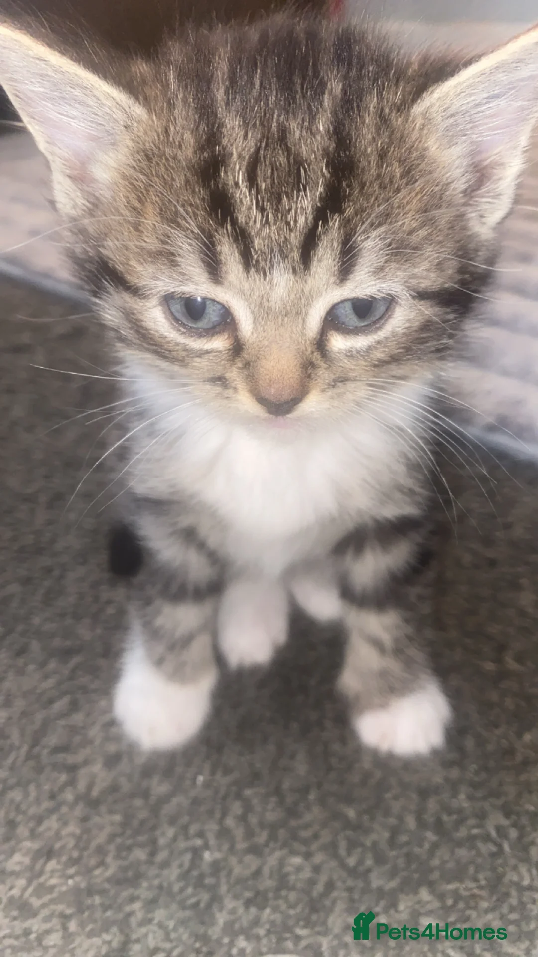 Ragdoll cats for sale: Half Ragdoll Kittens  - Advert 1