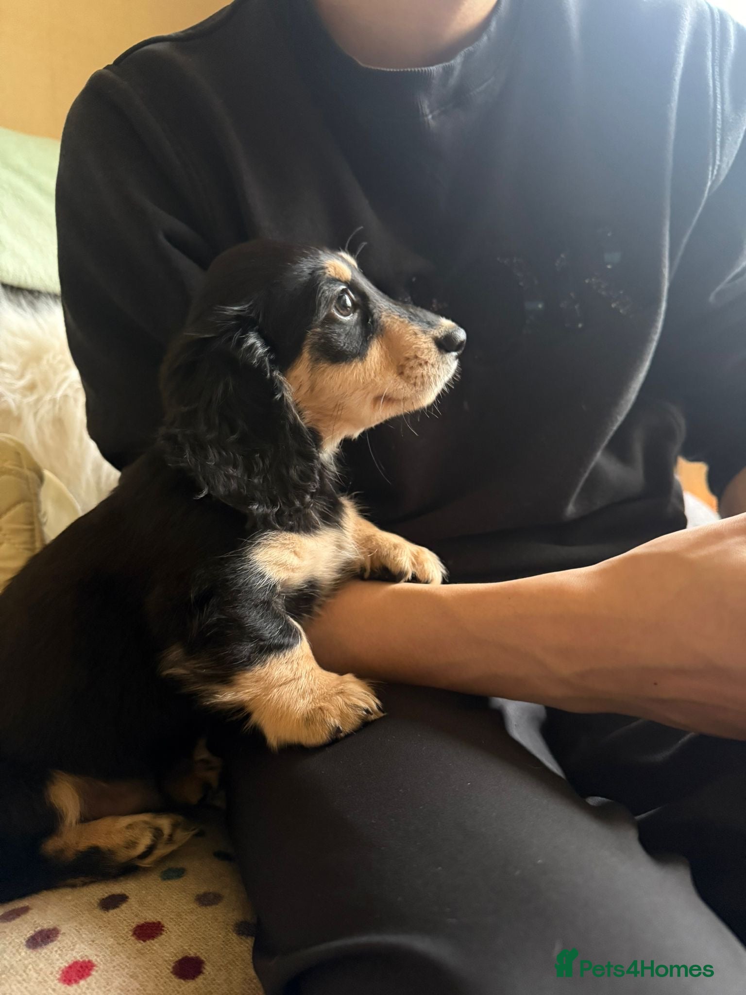 Miniature Dachshund dogs Stunning litter of Mini Long Haired Dachshunds - Advert 9