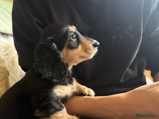 Miniature Dachshund dogs Stunning litter of Mini Long Haired Dachshunds - Advert 9