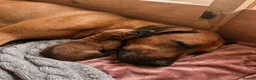 Rhodesian Ridgeback dogs for sale: Masterpiece Litter: South African & European Lines - Advert 9