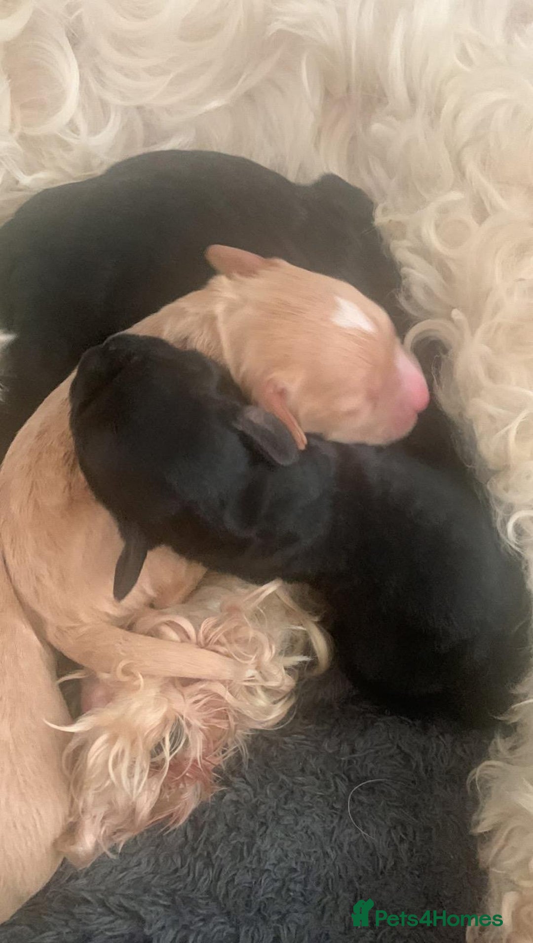 Cockapoo dogs for sale: Cockapoo pups - Advert 6